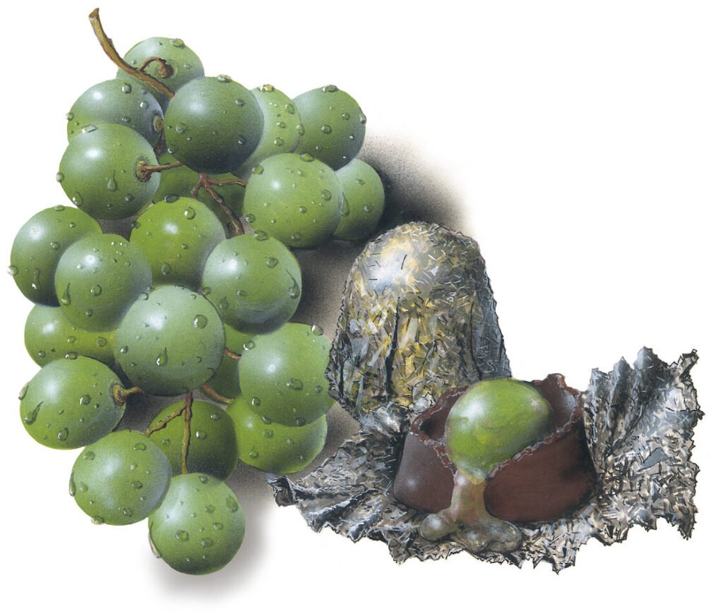 Uvas